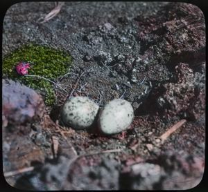 Image: Arctic Tern Nest with Two Eggs